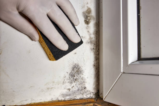 Best Emergency Mold Remediation  in Yakima, WA